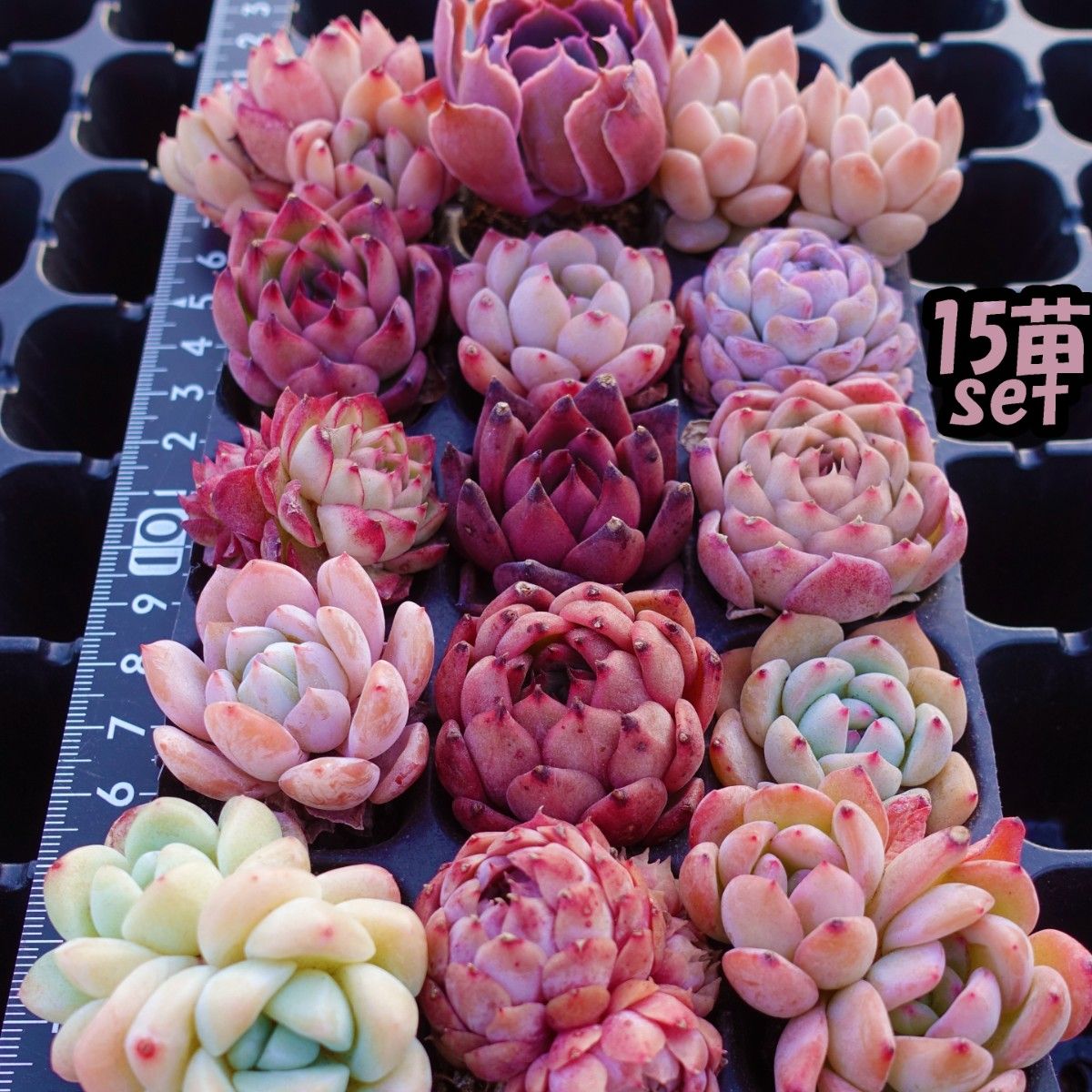 韓国苗 多肉植物 エケベリア 15品種 土付き 15苗セット 【SS22 韓国苗 多肉植物 エケベリア 15品種 土付き 15苗セット 【SS22