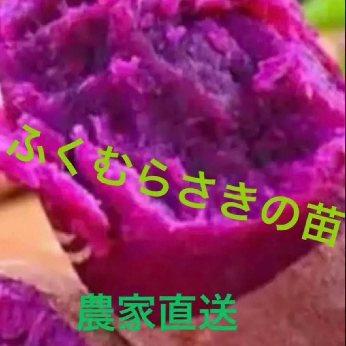 さつまいもの苗ウイルスフリーふくむらさきの苗20本と紅はるかの さつまいもの苗ウイルスフリーふくむらさきの苗20本と紅はるかの