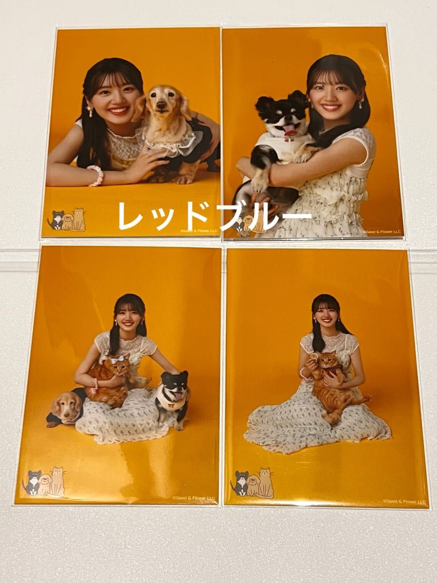 日向坂46 佐々木美玲 過去衣装 シークレット コンプ 日向坂46 生写真 佐々木美玲 過去衣装 ランダム シークレット 4