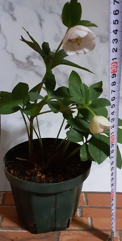 クリスマスローズ 開花株 開花 蕾あり 抜き苗 セミダブル 現品 クリスマスローズ 開花株 開花 蕾あり 抜き苗 セミダブル 現品