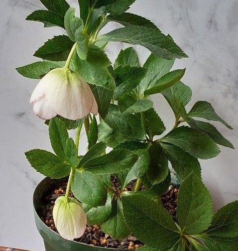 クリスマスローズ 開花株 開花 蕾あり 抜き苗 セミダブル 現品 クリスマスローズ 開花株 開花 蕾あり 抜き苗 セミダブル 現品