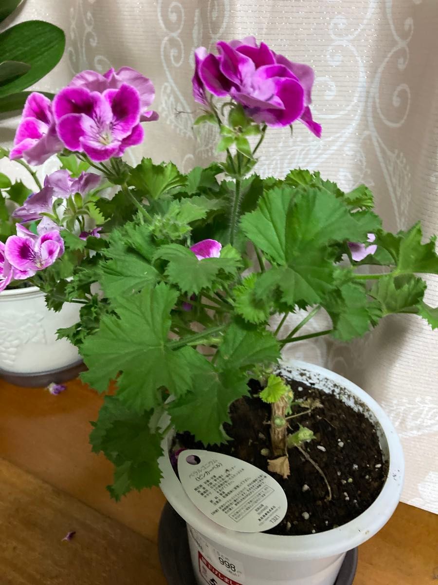 ゼラニウム 鉢植え ピンクの花 今は綺麗な花が咲いていますが ゼラニウム 鉢植え ピンクの花 今は綺麗な花が咲いていますが