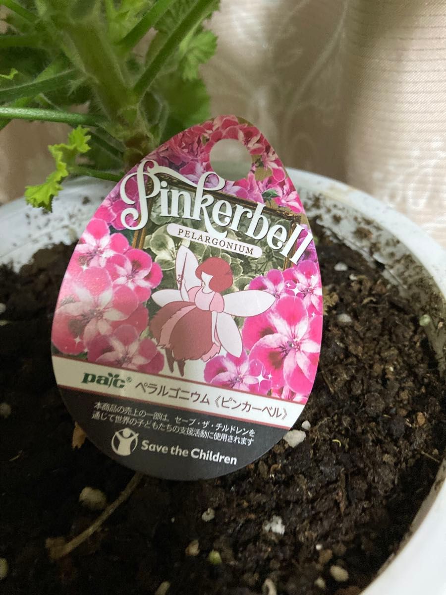 ゼラニウム 鉢植え ピンクの花 今は綺麗な花が咲いていますが ゼラニウム 鉢植え ピンクの花 今は綺麗な花が咲いていますが
