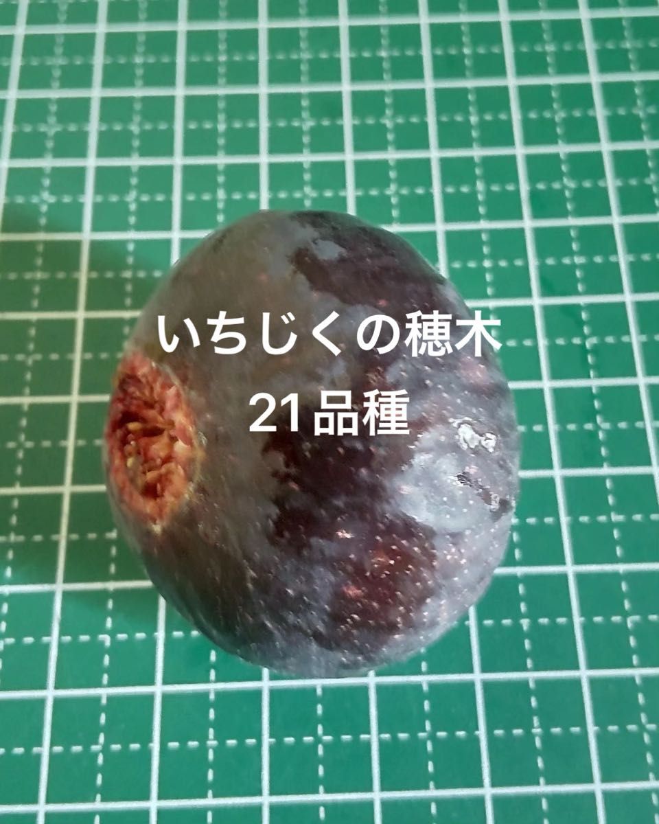 いちじくの穂木(21品種)|Yahoo!フリマ(旧PayPayフリマ) いちじくの穂木(21品種)|Yahoo!フリマ(旧PayPayフリマ)