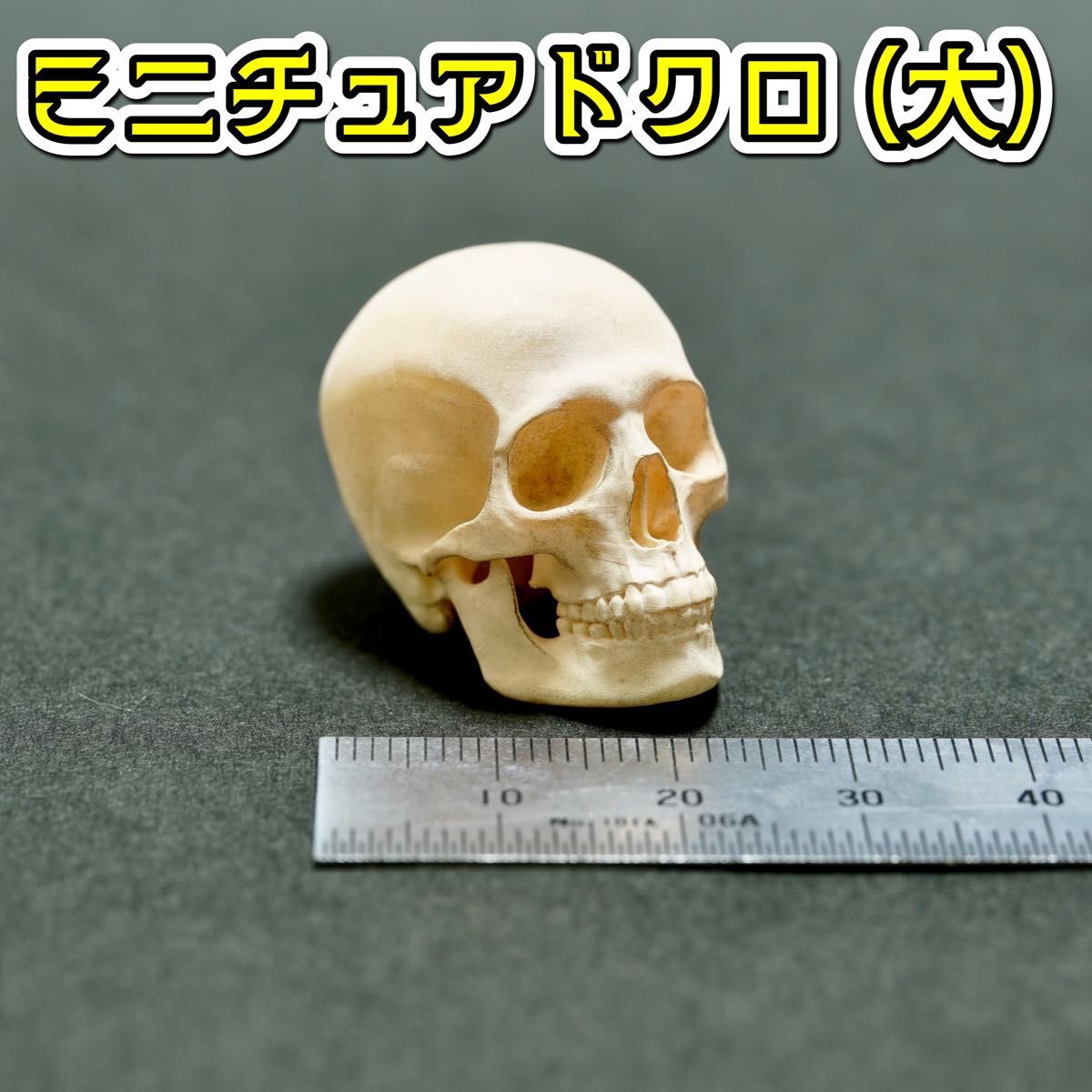 ドクロのミニチュア(大) 髑髏 頭蓋骨 スカル ガイコツ ホラー ドクロのミニチュア(大) 髑髏 頭蓋骨 スカル ガイコツ ホラー