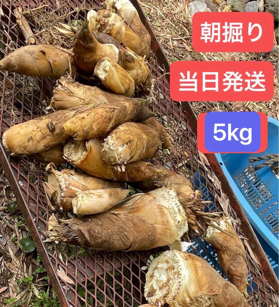 たけのこ 筍 タケノコ 静岡県産 掘った当日発送 新鮮 ぬか付き 5 たけのこ 筍 タケノコ 静岡県産 掘った当日発送 新鮮 ぬか付き 5