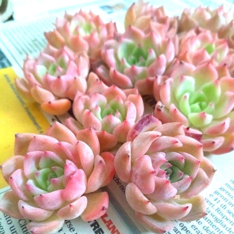 多肉植物 エケベリア ケラリンお得な10苗セット|Yahoo!フリマ 多肉植物 エケベリア ケラリンお得な10苗セット|Yahoo!フリマ