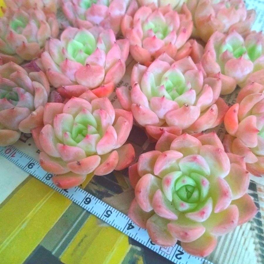 多肉植物 エケベリア ケラリン お得な10苗セット|Yahoo!フリマ 多肉植物 エケベリア ケラリン お得な10苗セット|Yahoo!フリマ