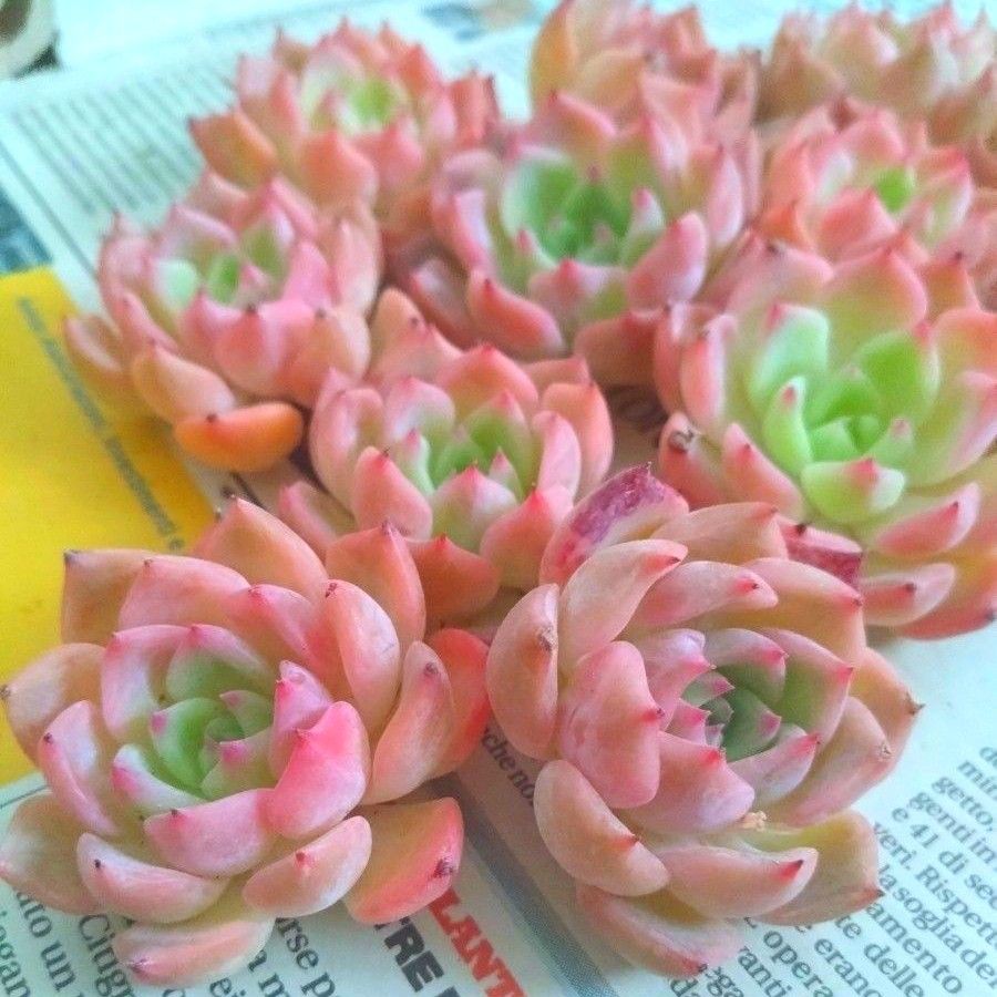 多肉植物 エケベリア ケラリン お得な10苗セット|Yahoo!フリマ 多肉植物 エケベリア ケラリン お得な10苗セット|Yahoo!フリマ