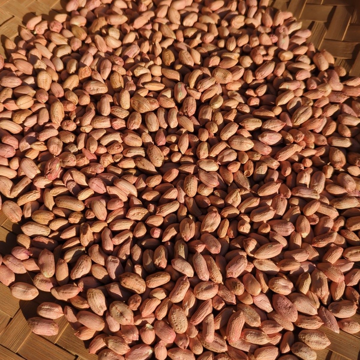 千葉県産 県内発送 ナカテユタカ 10kg 手むき 乾燥生落花生 千葉県産 県内発送 ナカテユタカ 10kg 手むき 乾燥生落花生