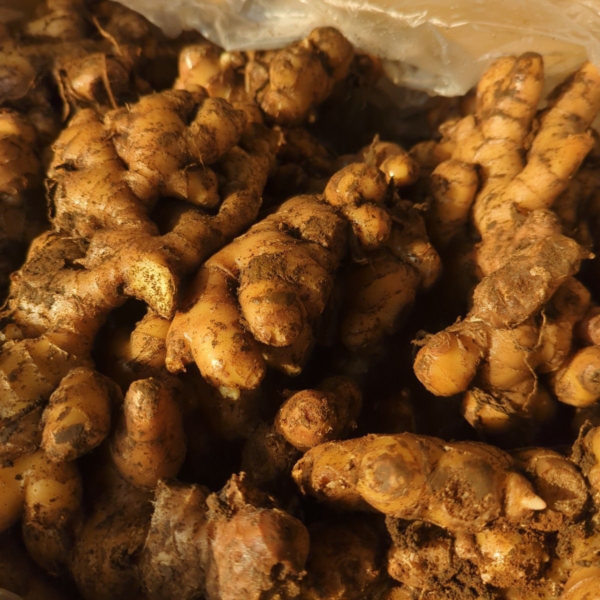 千葉県産 三州生姜 種生姜 1kg 小生姜|Yahoo!フリマ(旧PayPay 千葉県産 三州生姜 種生姜 1kg 小生姜|Yahoo!フリマ(旧PayPay