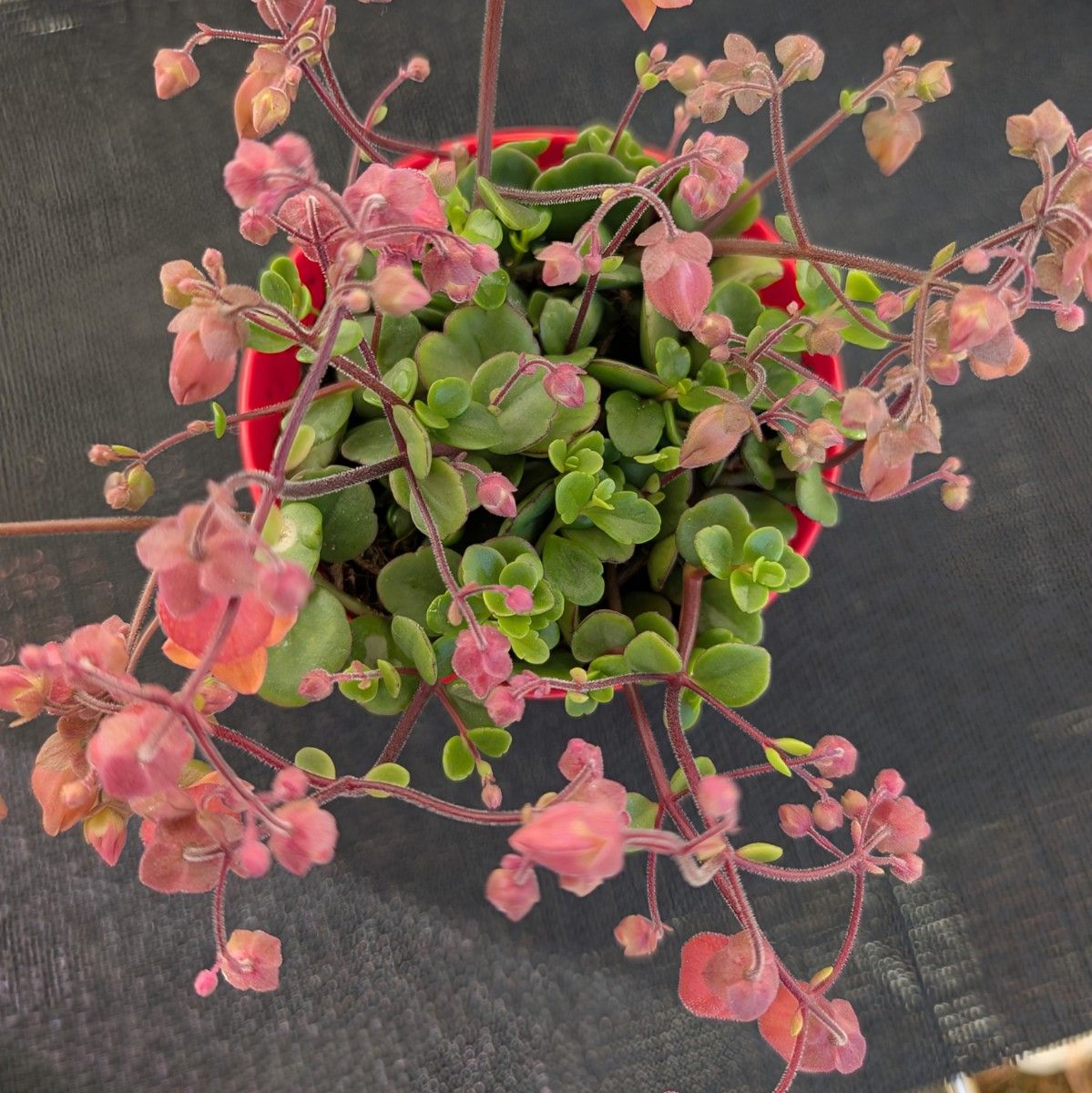 レア フィフィ【抜き苗】3 5号モリモリ カランコエ 多肉植物 レア フィフィ【抜き苗】3 5号モリモリ カランコエ 多肉植物