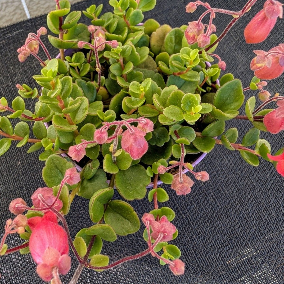 レア フィフィ【抜き苗】3 5号モリモリ カランコエ 多肉植物 レア フィフィ【抜き苗】3 5号モリモリ カランコエ 多肉植物