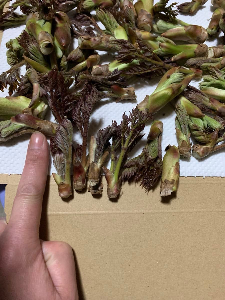 山形県産 たらの芽 200g サイズ ミックス タラの芽|Yahoo 山形県産 たらの芽 200g サイズ ミックス タラの芽|Yahoo