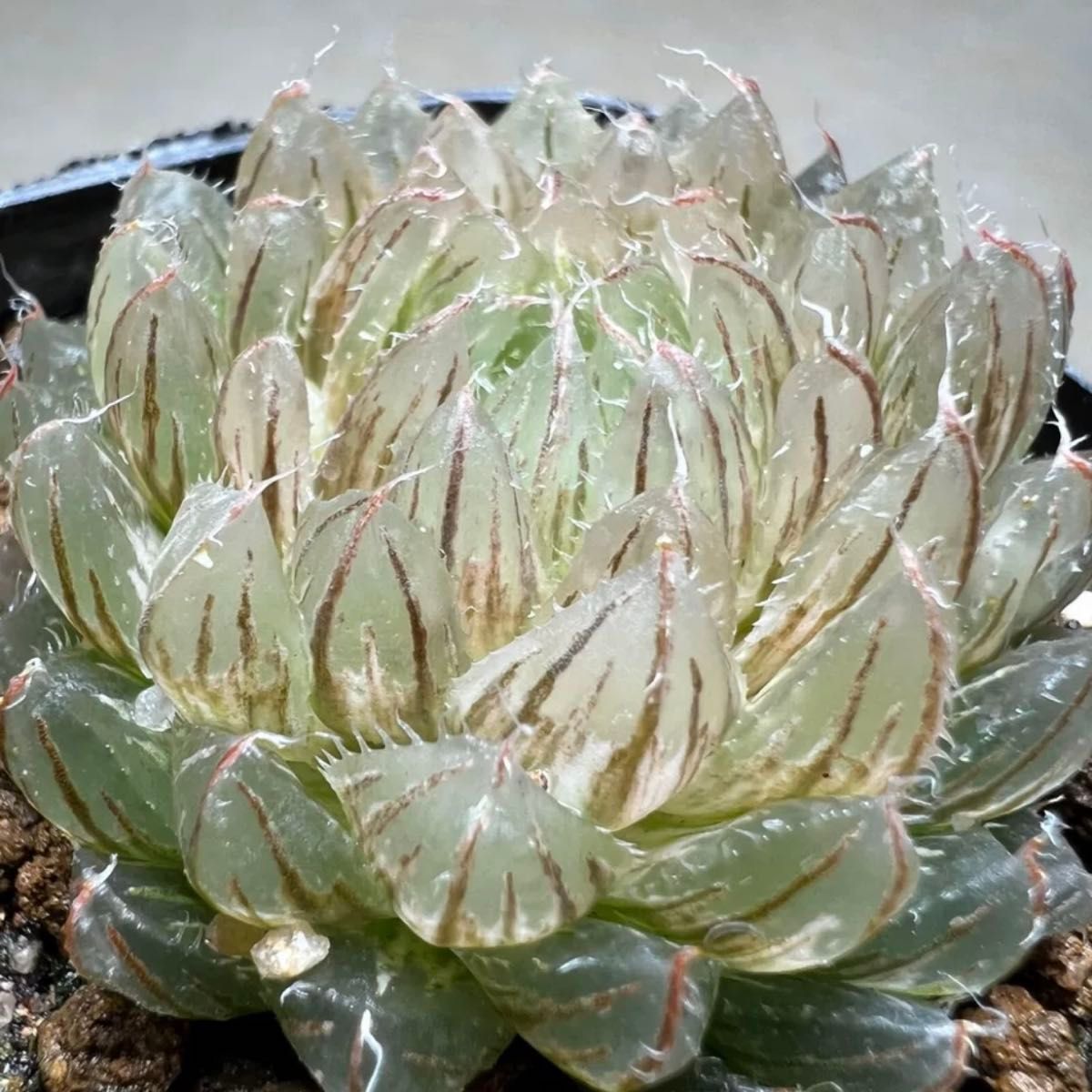 多肉植物 ハオルチア 翠雲 糊斑 姫桜錦 自家繁殖|Yahoo!フリマ 多肉植物 ハオルチア 翠雲 糊斑 姫桜錦 自家繁殖|Yahoo!フリマ