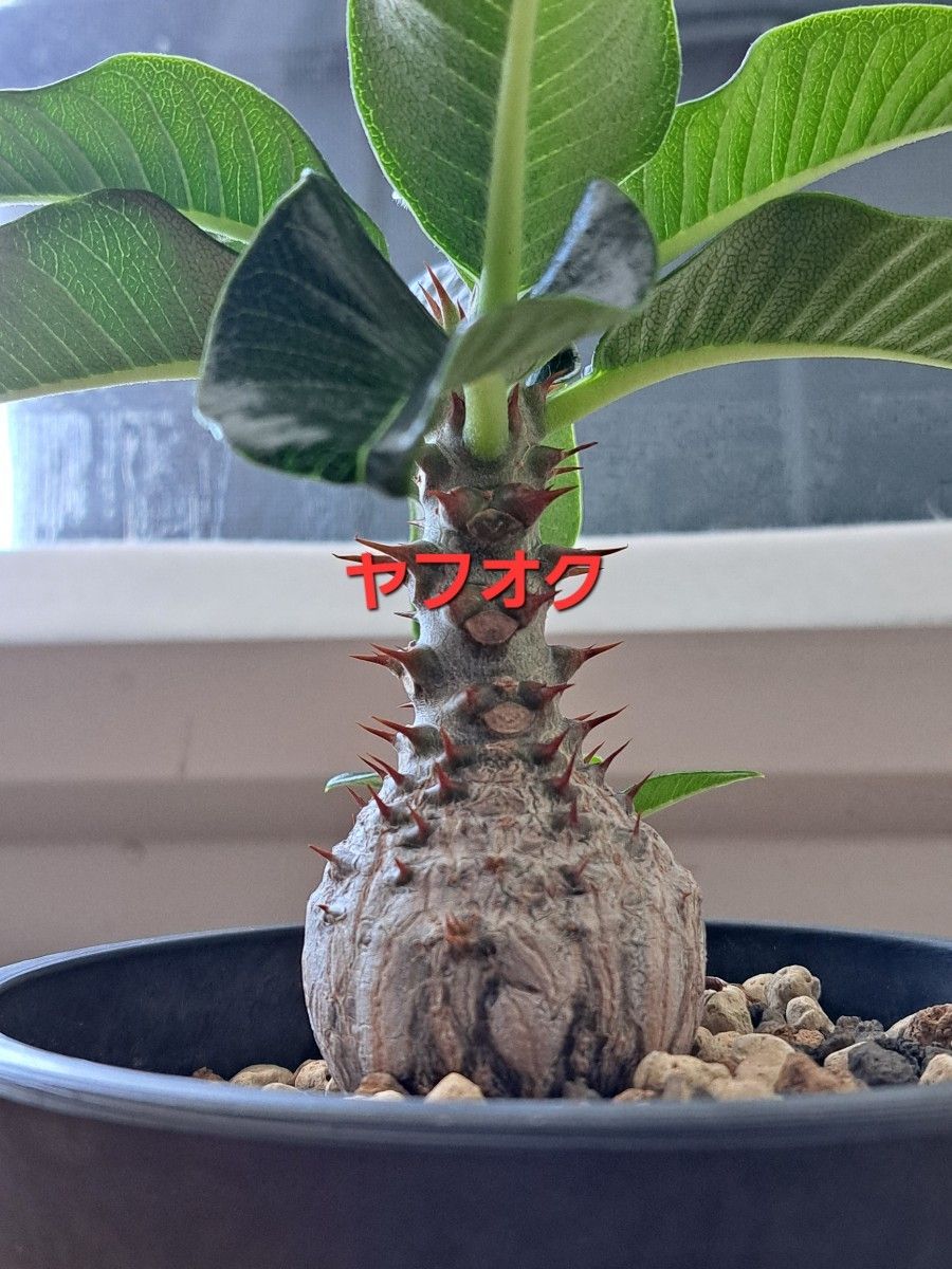 種子5粒】パキポディウム ウィンゾリー Pachypodium windsorii 5 種子5粒】パキポディウム ウィンゾリー Pachypodium windsorii 5