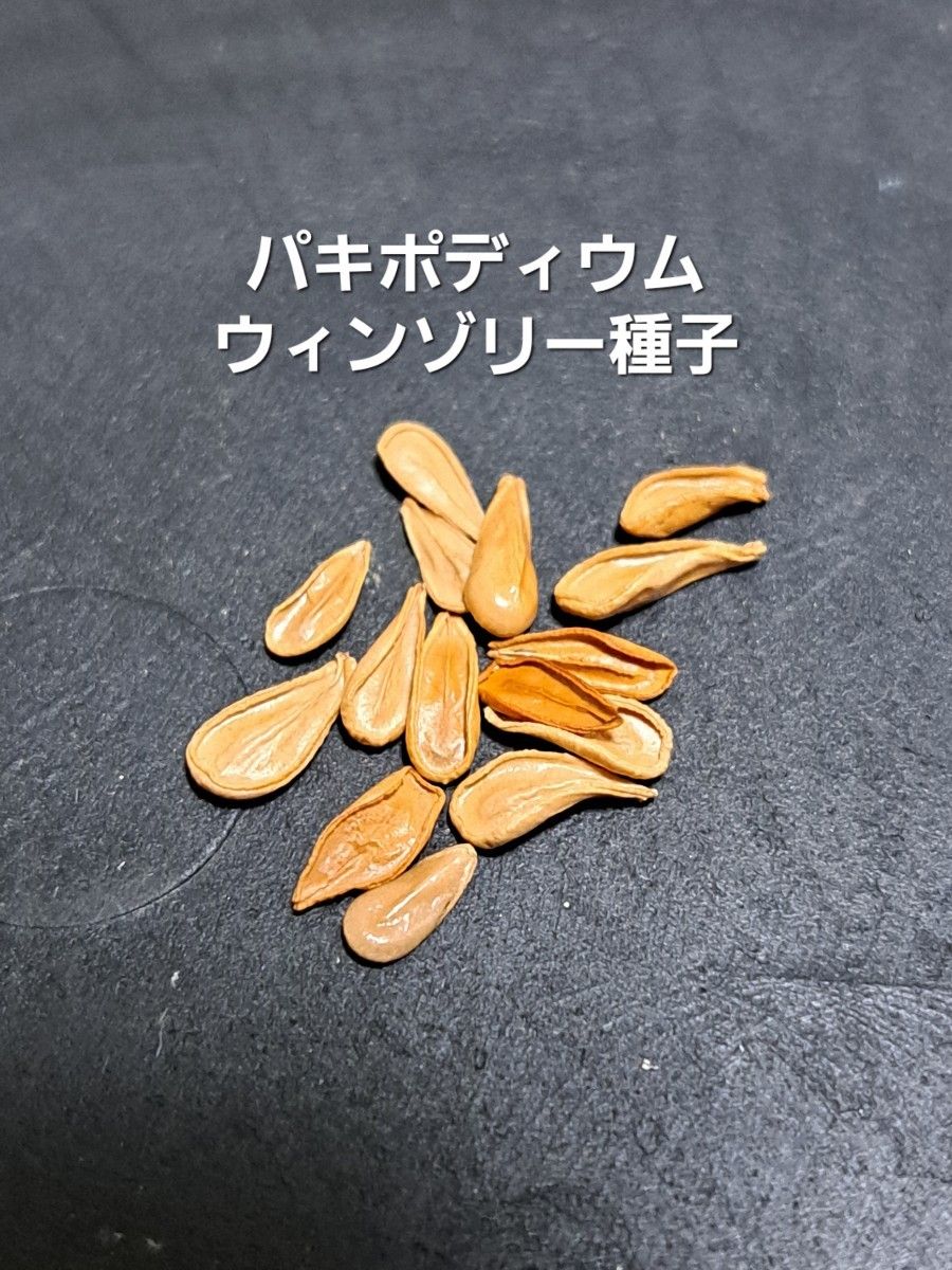種子5粒】パキポディウム ウィンゾリー Pachypodium windsorii 5 種子5粒】パキポディウム ウィンゾリー Pachypodium windsorii 5