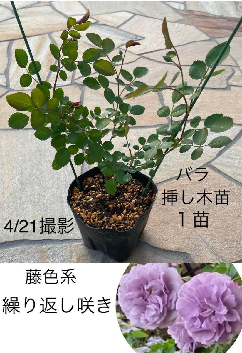 挿し木苗 バラ 1苗 つぼみ付き 繰り返し咲き 藤色 小中輪 つる 挿し木苗 バラ 1苗 つぼみ付き 繰り返し咲き 藤色 小中輪 つる