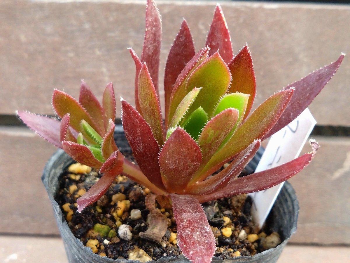 コーニッシュトリビュート アエオニウム 抜き苗 多肉植物｜Yahoo