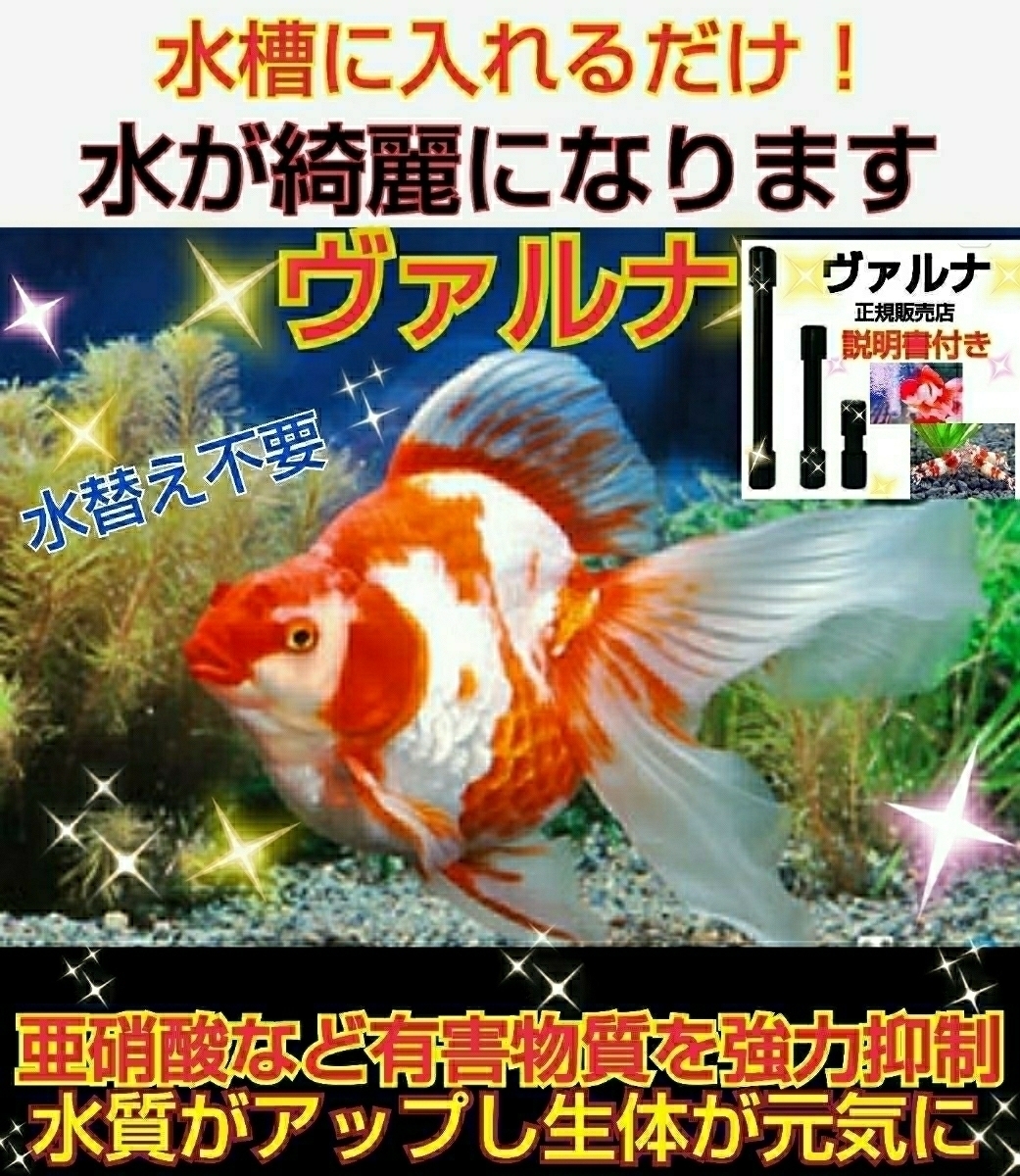 ３年間水替え不要になる魔法の筒！飼育が楽チンに！【ヴァルナミニ23センチ】有害物質を強力抑制し透明度が抜群に☆アフターサービスあり_琉金の飼育者も愛用してます！