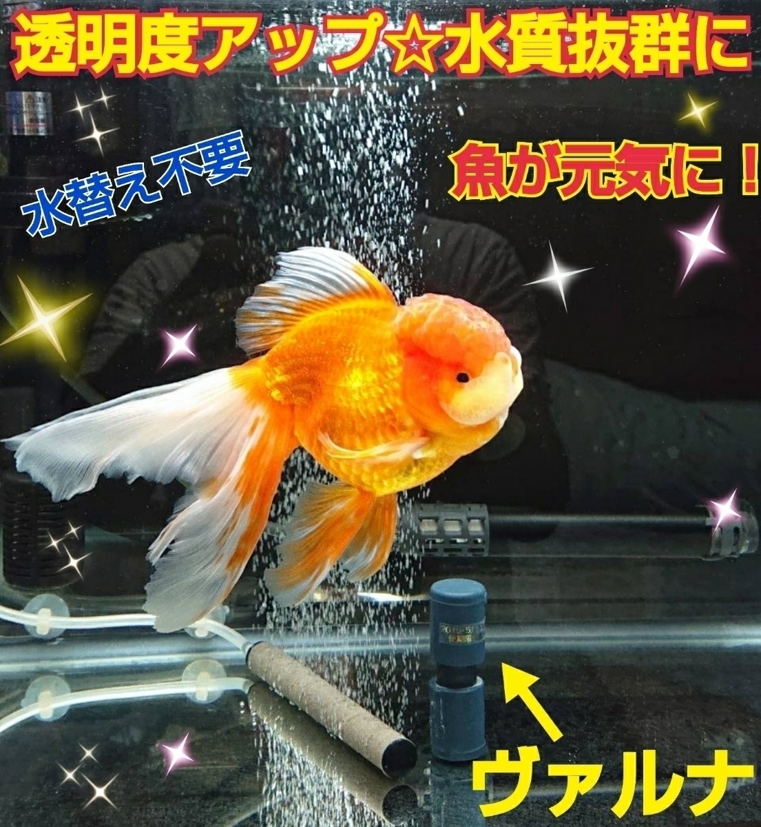 ３年間水替え不要になる魔法の筒！飼育が楽チンに！【ヴァルナミニ23センチ】有害物質を強力抑制し透明度が抜群に☆アフターサービスあり_ヴァルナを入れるだけでピカピカに！