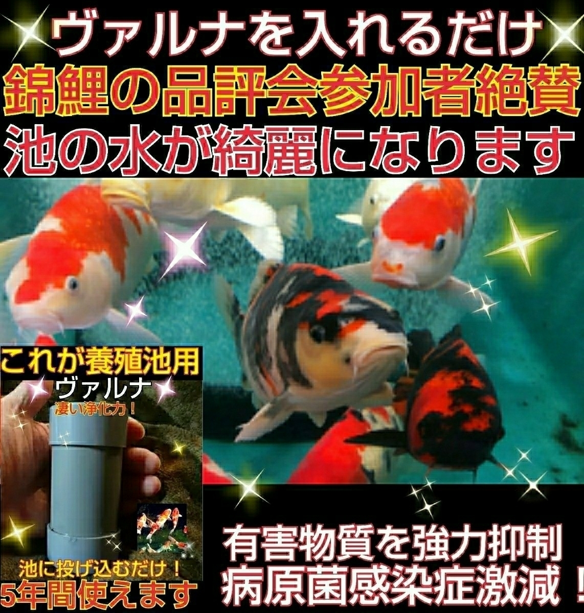 錦鯉の病気がなくなります!品評会から絶賛【ヴァルナ池用 錦鯉の病気がなくなります!品評会から絶賛【ヴァルナ池用