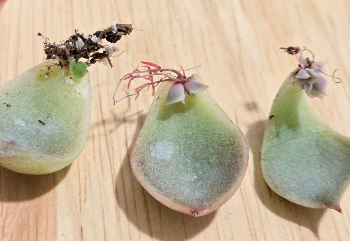 おすすめ葉挿しセット クローン 多肉植物|Yahoo!フリマ(旧 おすすめ葉挿しセット クローン 多肉植物|Yahoo!フリマ(旧
