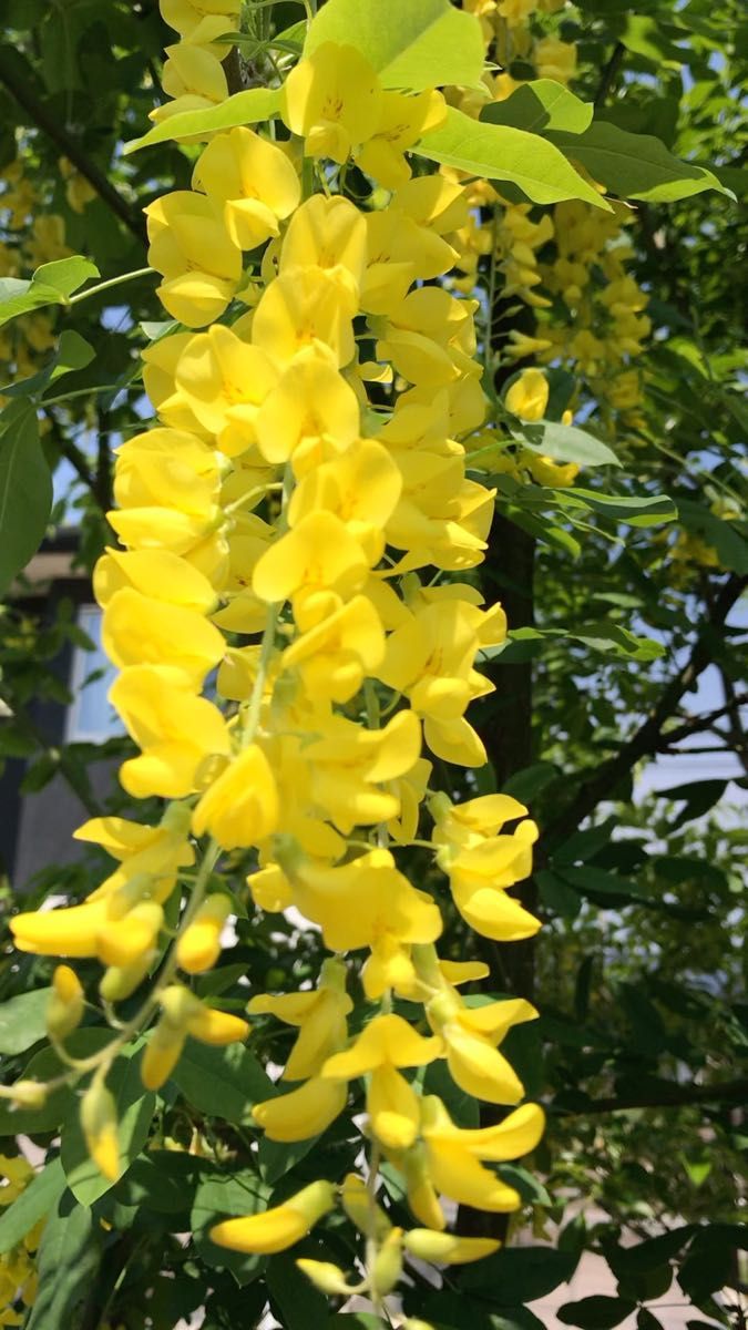 キングサリ挿し穂2本