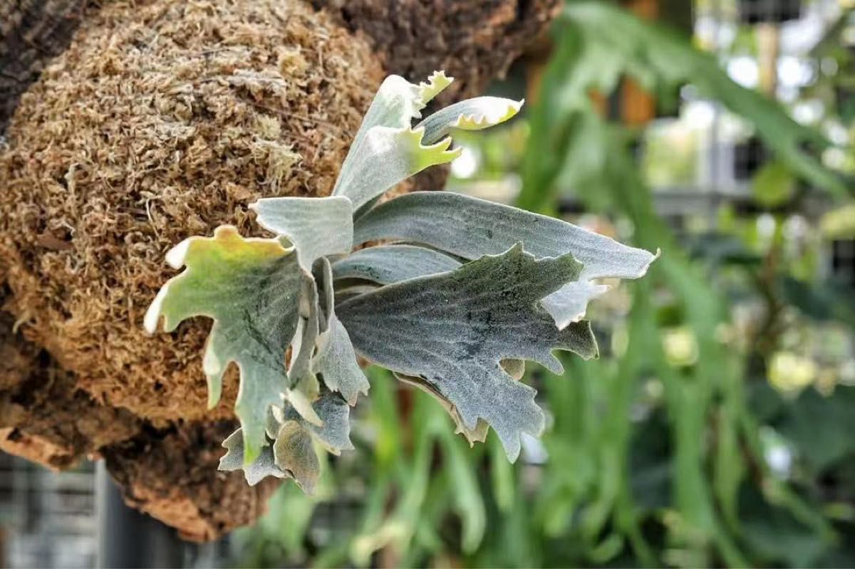 ビカクシダ P willinckii 'Robin' TC (P willinckii 'Spur' TC