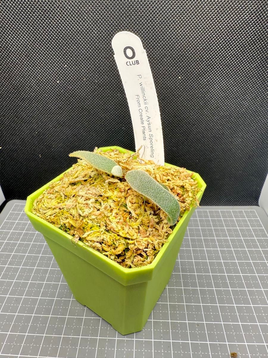plants33様専用 ビカクシダ P willinckii Aysun'月神' sporeling plants33様専用 ビカクシダ P willinckii Aysun'月神' sporeling