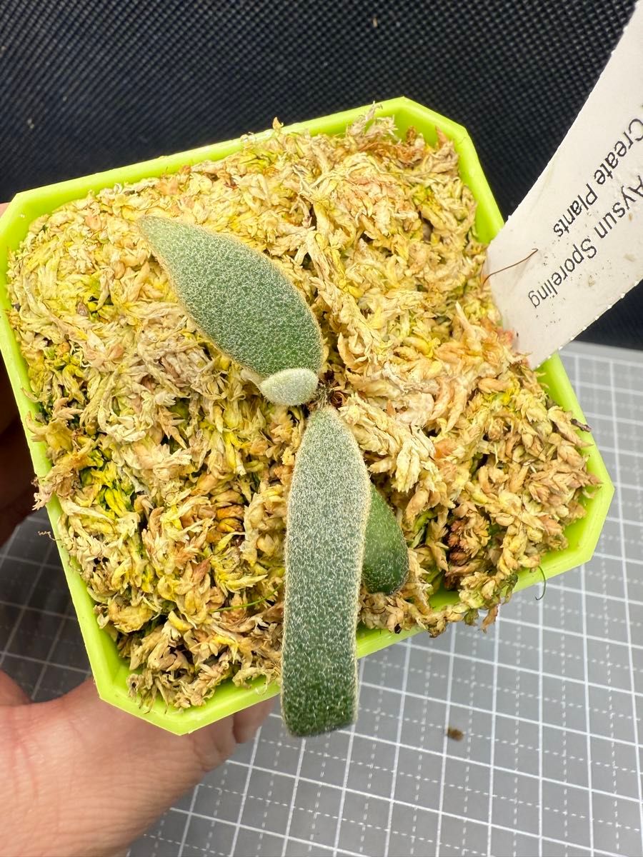 plants33様専用 ビカクシダ P willinckii Aysun'月神' sporeling plants33様専用 ビカクシダ P willinckii Aysun'月神' sporeling
