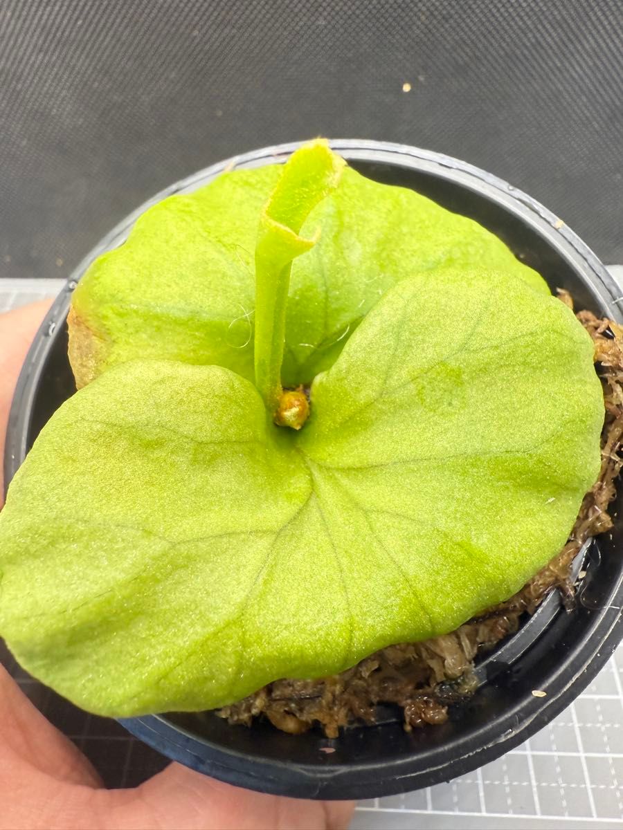 ジサクボ | Platycerium ridleyi pakarang from @katsu_hibino