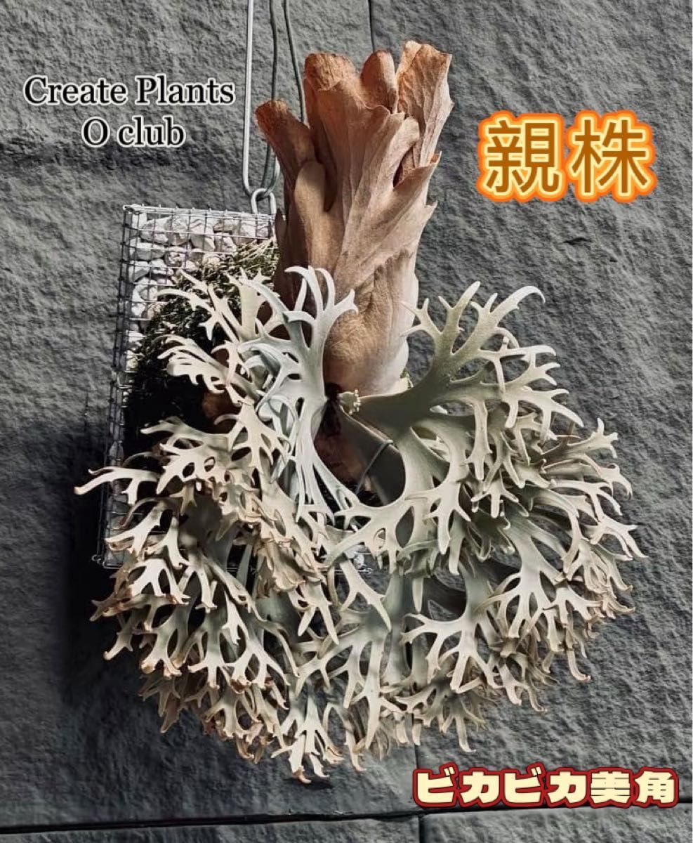 plants33様専用 ビカクシダ P willinckii Aysun'月神' sporeling plants33様専用 ビカクシダ P willinckii Aysun'月神' sporeling