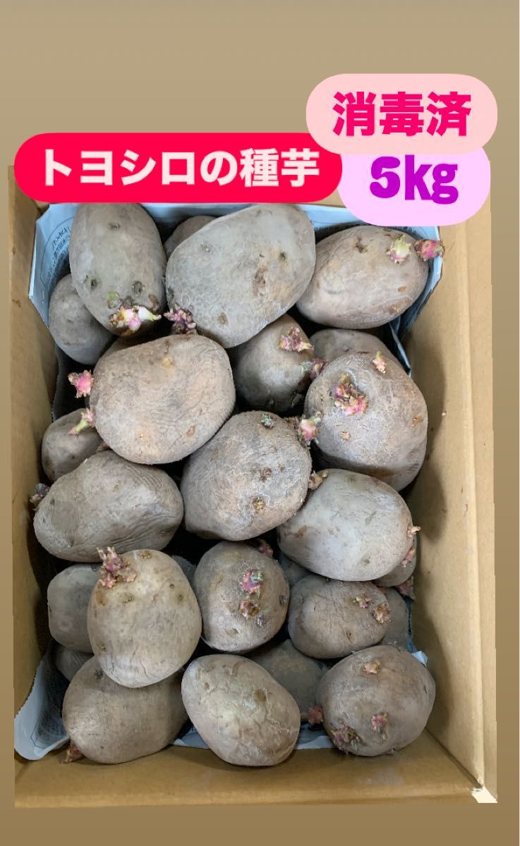 ジャガイモ トヨシロの種芋 5㎏ 北海道産 消毒済み じゃがいもの ジャガイモ トヨシロの種芋 5㎏ 北海道産 消毒済み じゃがいもの