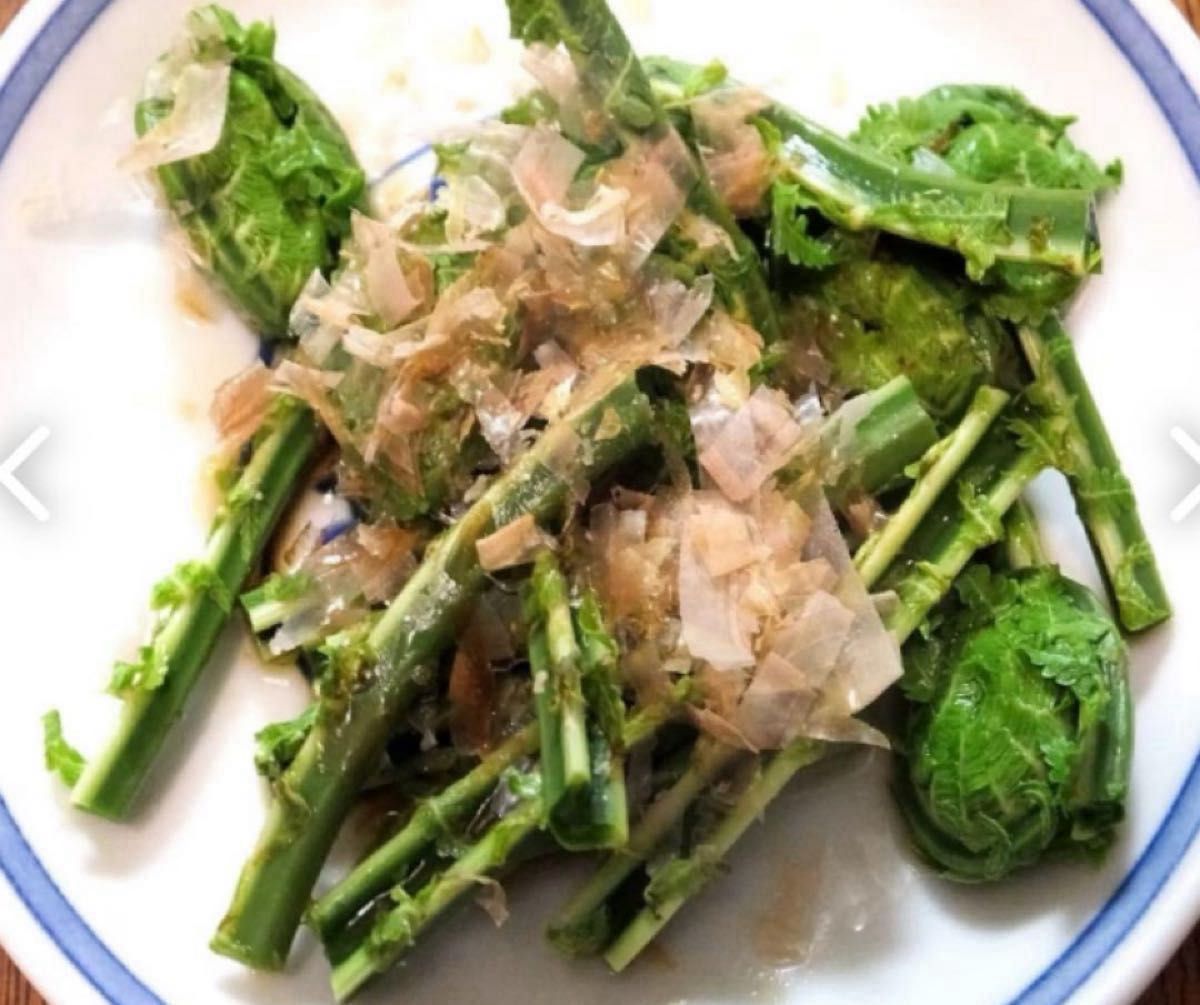 秋田県産 天然こごみ 350g 山菜 旬菜 令和7年4月18日収穫 無農薬 秋田県産 天然こごみ 350g 山菜 旬菜 令和7年4月18日収穫 無農薬