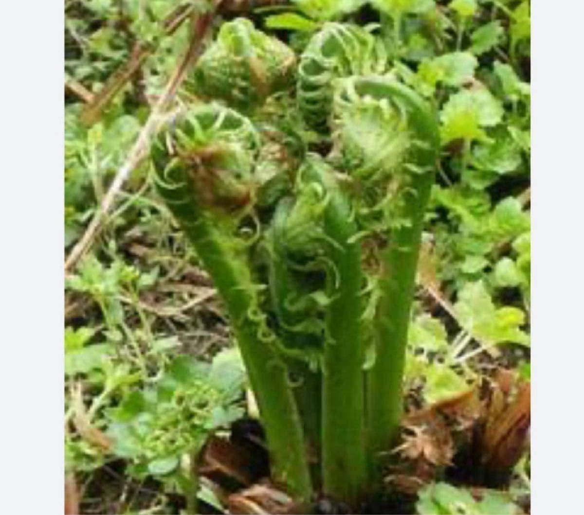 秋田県産 天然こごみ 350g 山菜 旬菜 令和7年4月18日収穫 無農薬 秋田県産 天然こごみ 350g 山菜 旬菜 令和7年4月18日収穫 無農薬