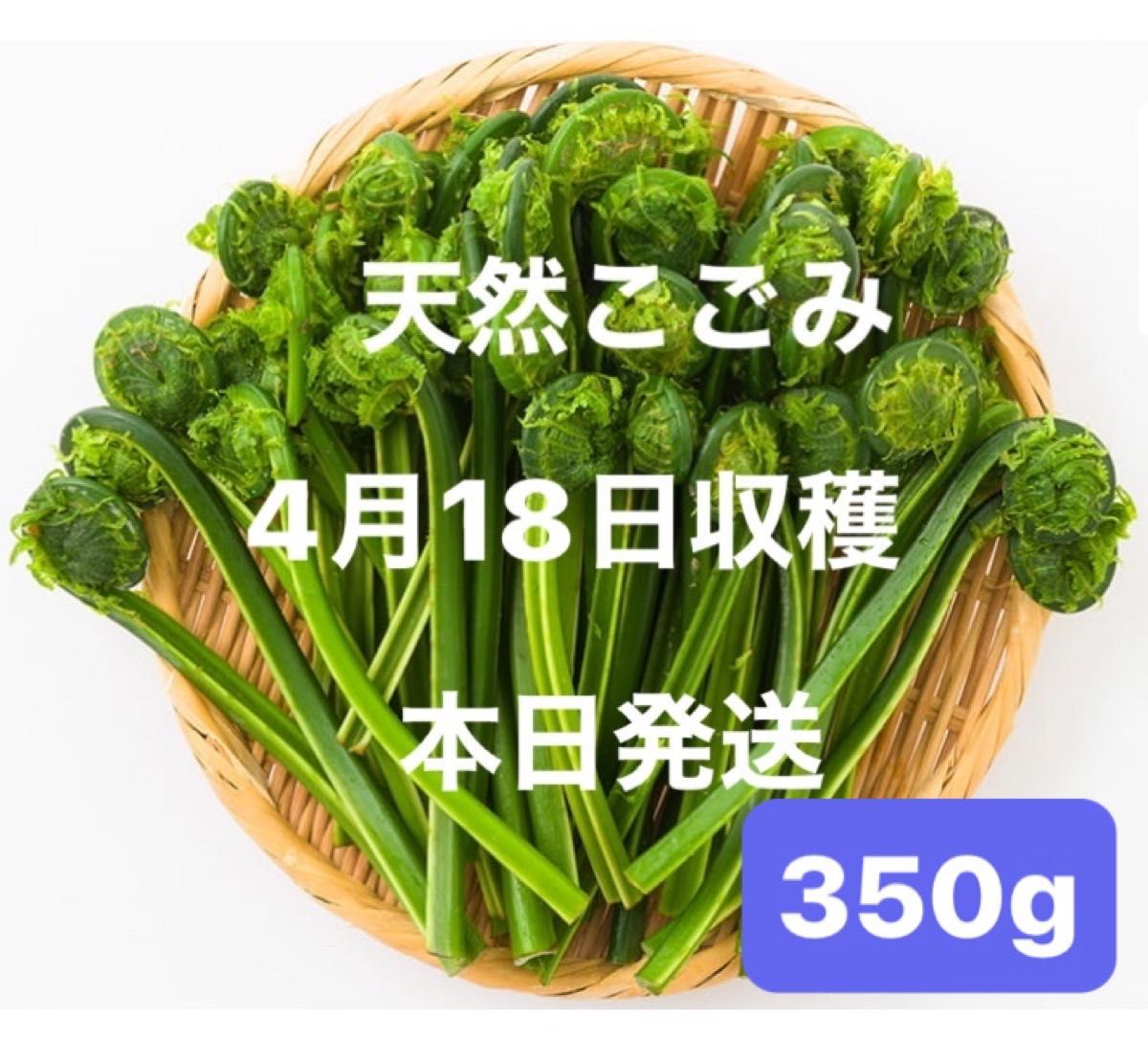 秋田県産 天然こごみ 350g 山菜 旬菜 令和7年4月18日収穫 無農薬 秋田県産 天然こごみ 350g 山菜 旬菜 令和7年4月18日収穫 無農薬