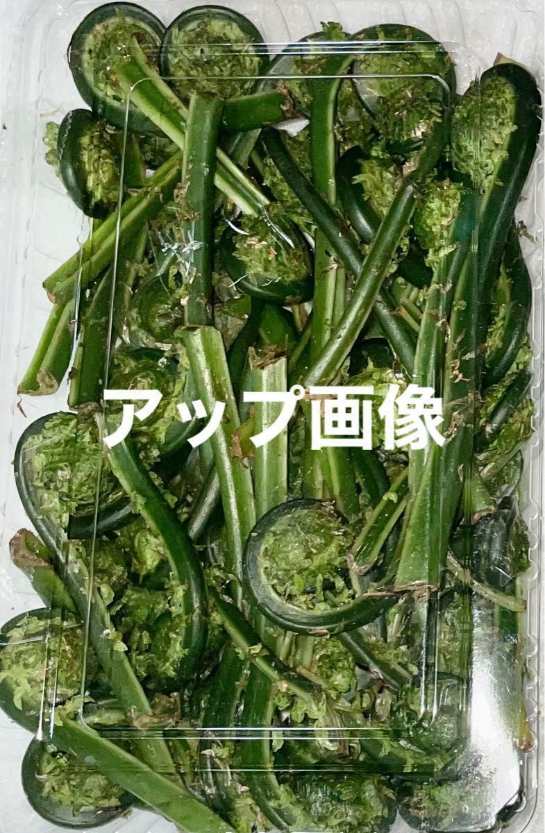 秋田県産 天然こごみ 350g 山菜 旬菜 令和7年4月18日収穫 無農薬 秋田県産 天然こごみ 350g 山菜 旬菜 令和7年4月18日収穫 無農薬