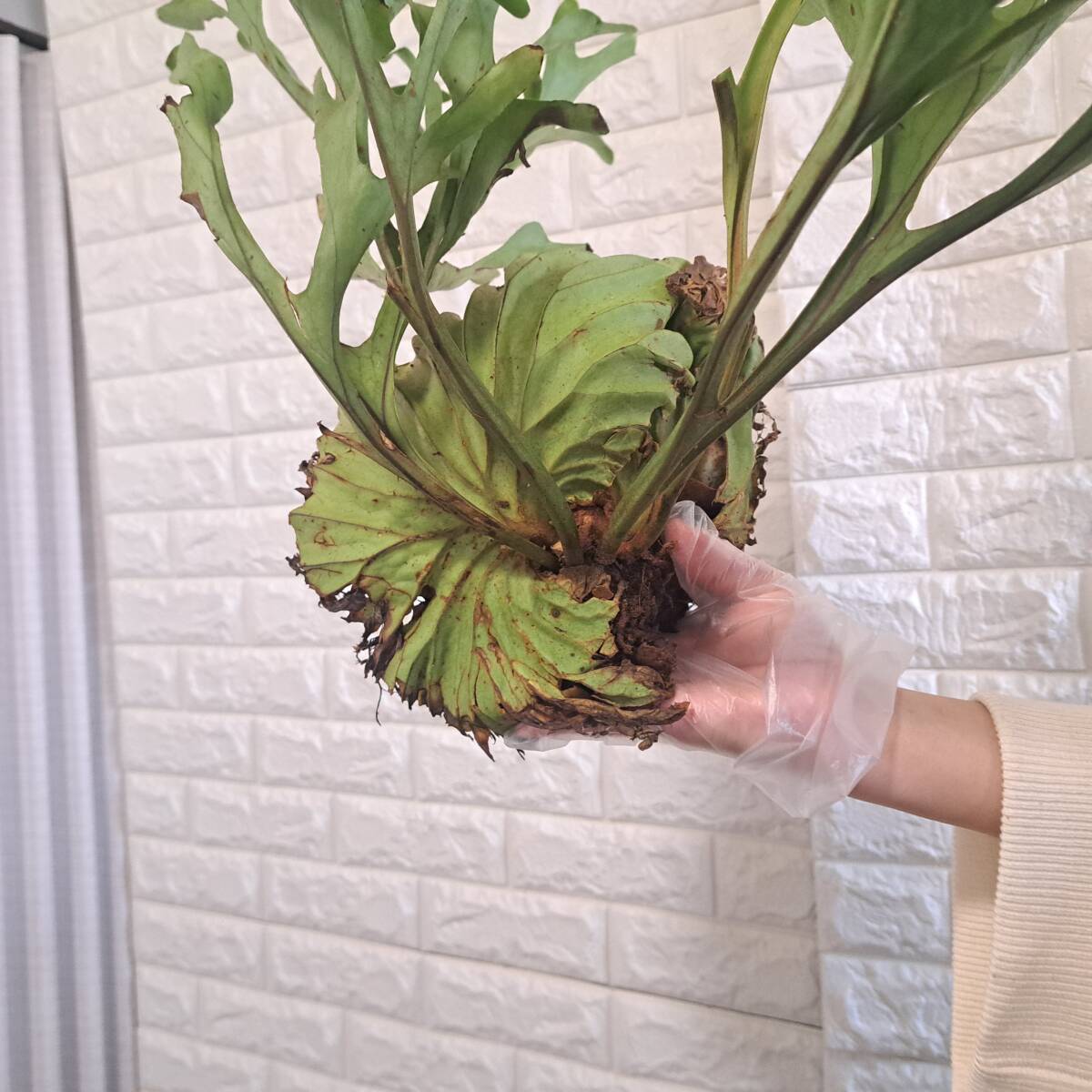 ☆4/2輸入☆178L ビカクシダ 植物☆Platycerium ridleyi ☆4/2輸入☆178L ビカクシダ 植物☆Platycerium ridleyi