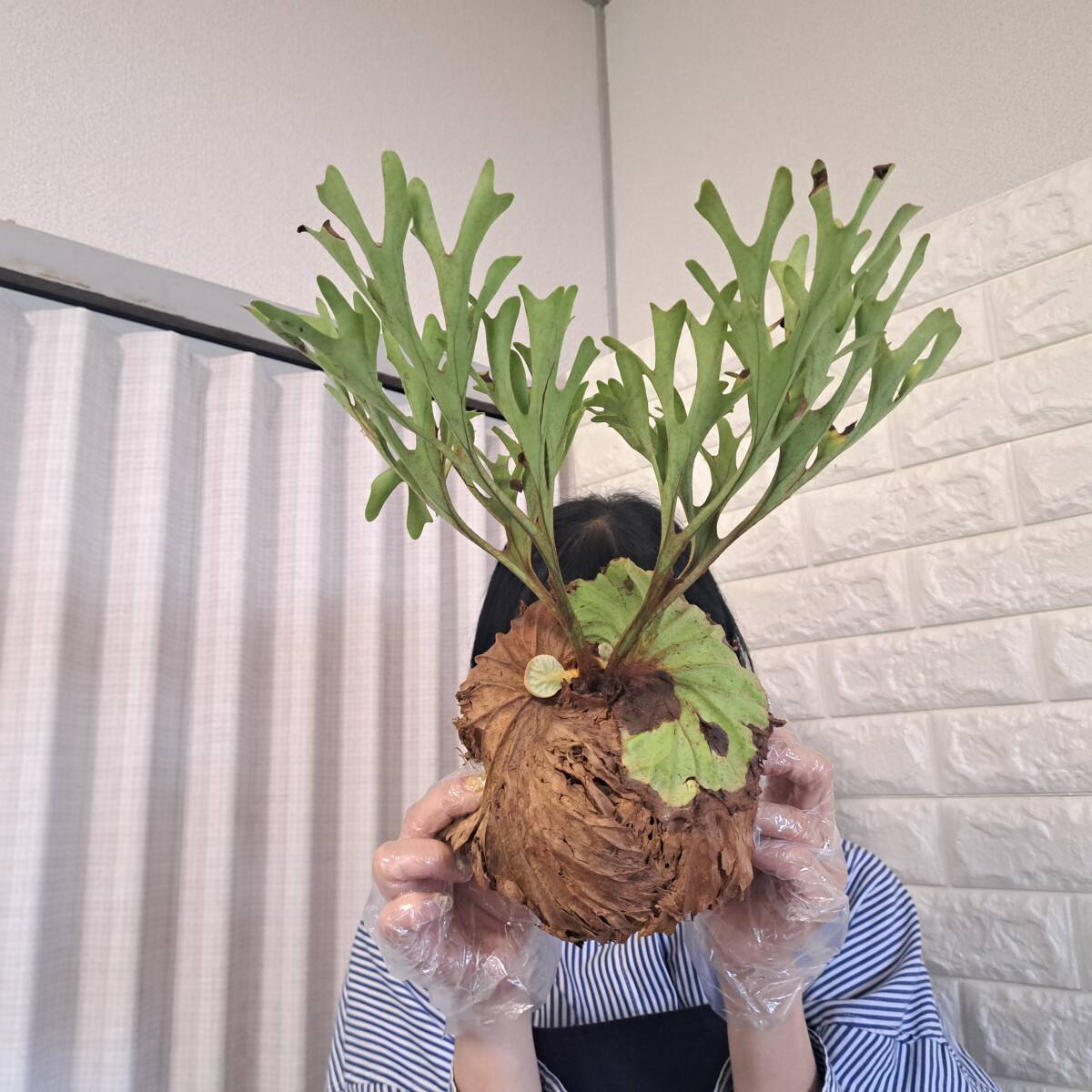 ☆4/2輸入☆179L ビカクシダ 植物☆Platycerium ridleyi ☆4/2輸入☆179L ビカクシダ 植物☆Platycerium ridleyi