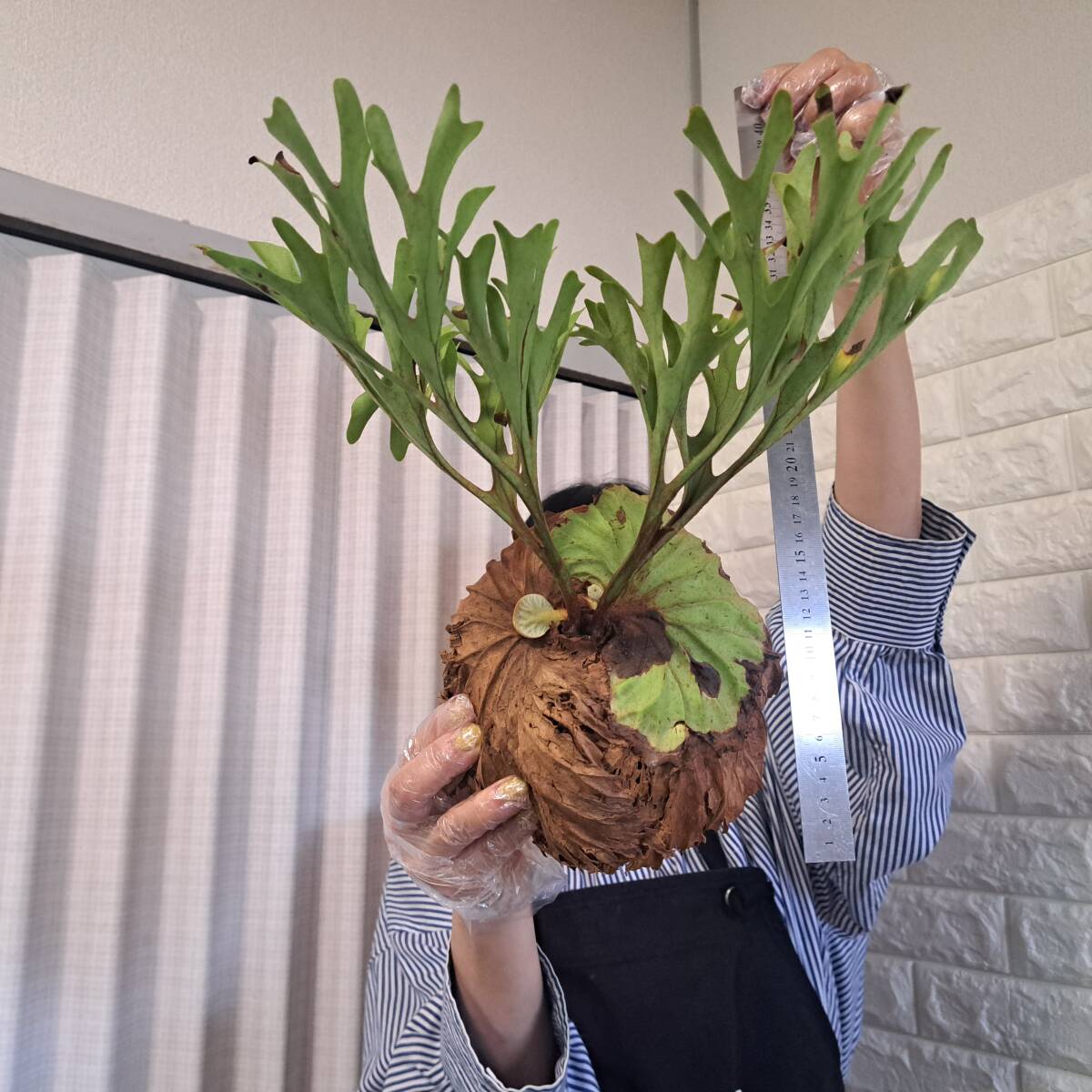 ☆4/2輸入☆179L ビカクシダ 植物☆Platycerium ridleyi ☆4/2輸入☆179L ビカクシダ 植物☆Platycerium ridleyi