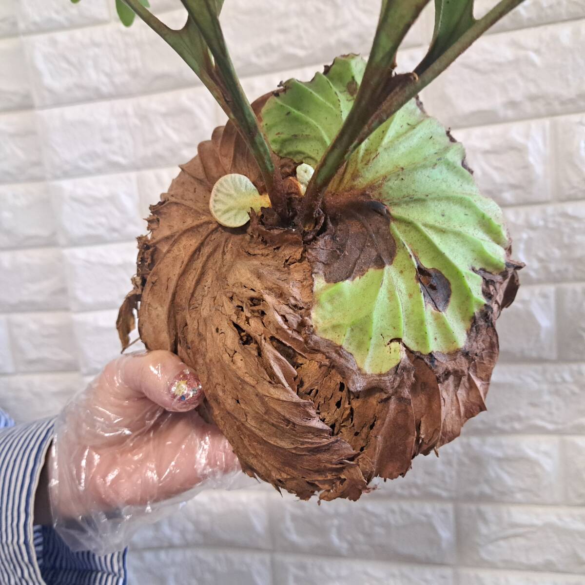 ☆4/2輸入☆179L ビカクシダ 植物☆Platycerium ridleyi ☆4/2輸入☆179L ビカクシダ 植物☆Platycerium ridleyi