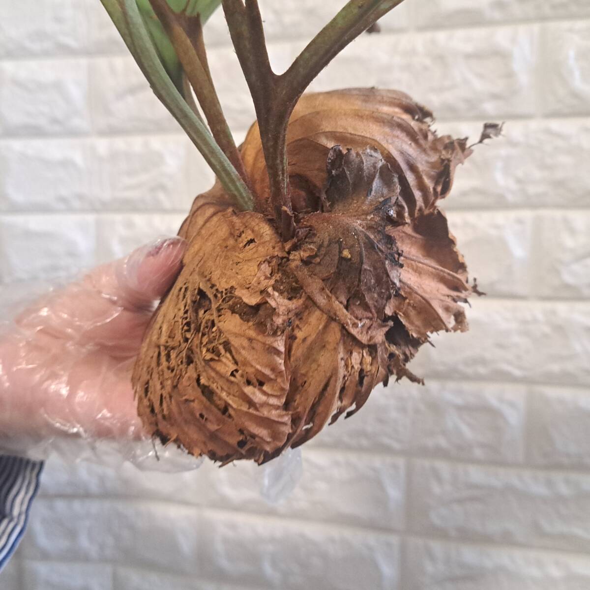 ☆4/2輸入☆188+ ビカクシダ 植物☆Platycerium ridleyi ☆4/2輸入☆188+ ビカクシダ 植物☆Platycerium ridleyi
