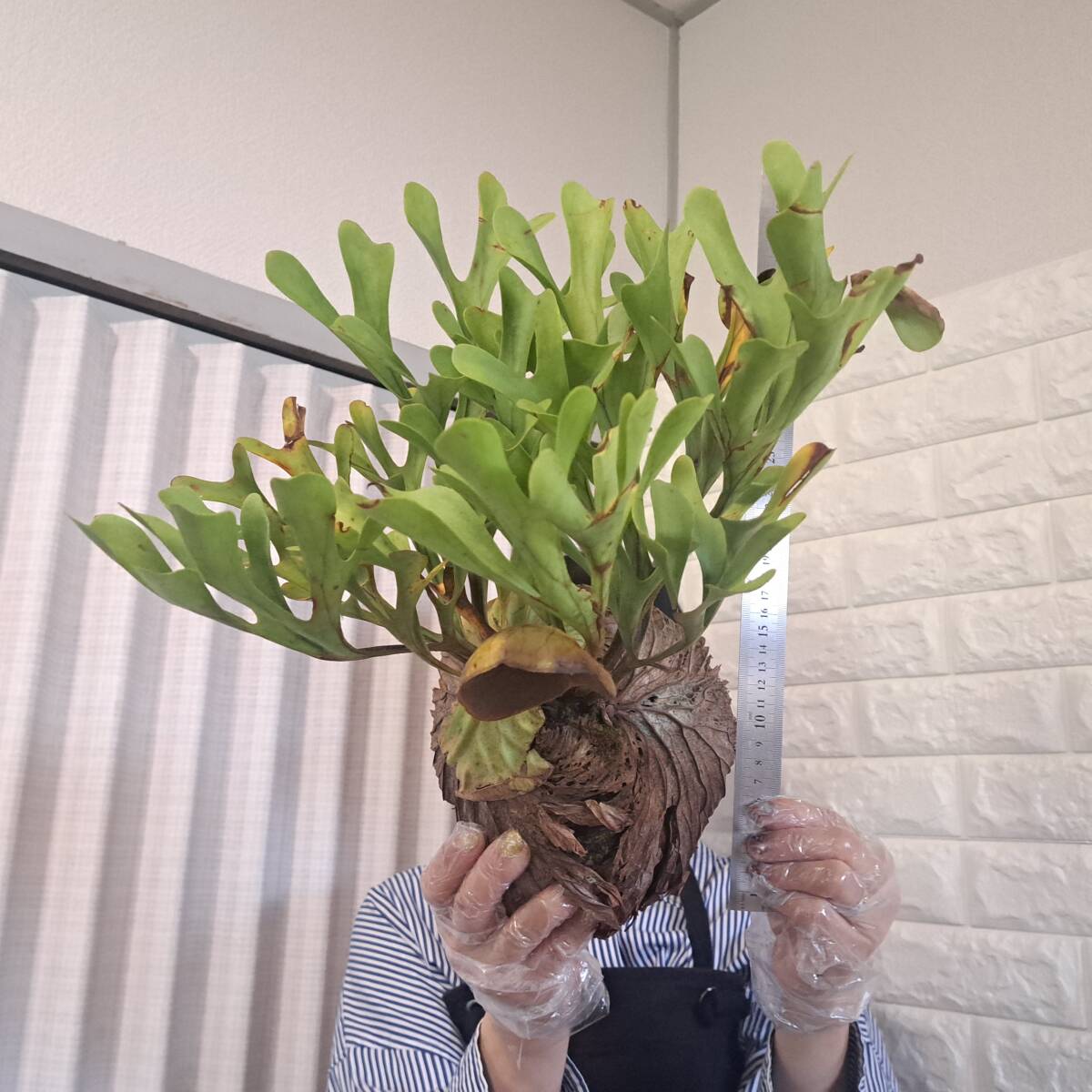 ☆4/2輸入☆189L ビカクシダ 植物☆Platycerium ridleyi ☆4/2輸入☆189L ビカクシダ 植物☆Platycerium ridleyi