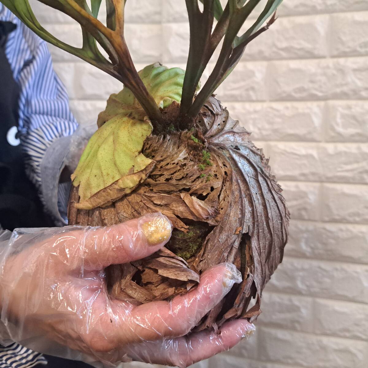 ☆4/2輸入☆189L ビカクシダ 植物☆Platycerium ridleyi ☆4/2輸入☆189L ビカクシダ 植物☆Platycerium ridleyi