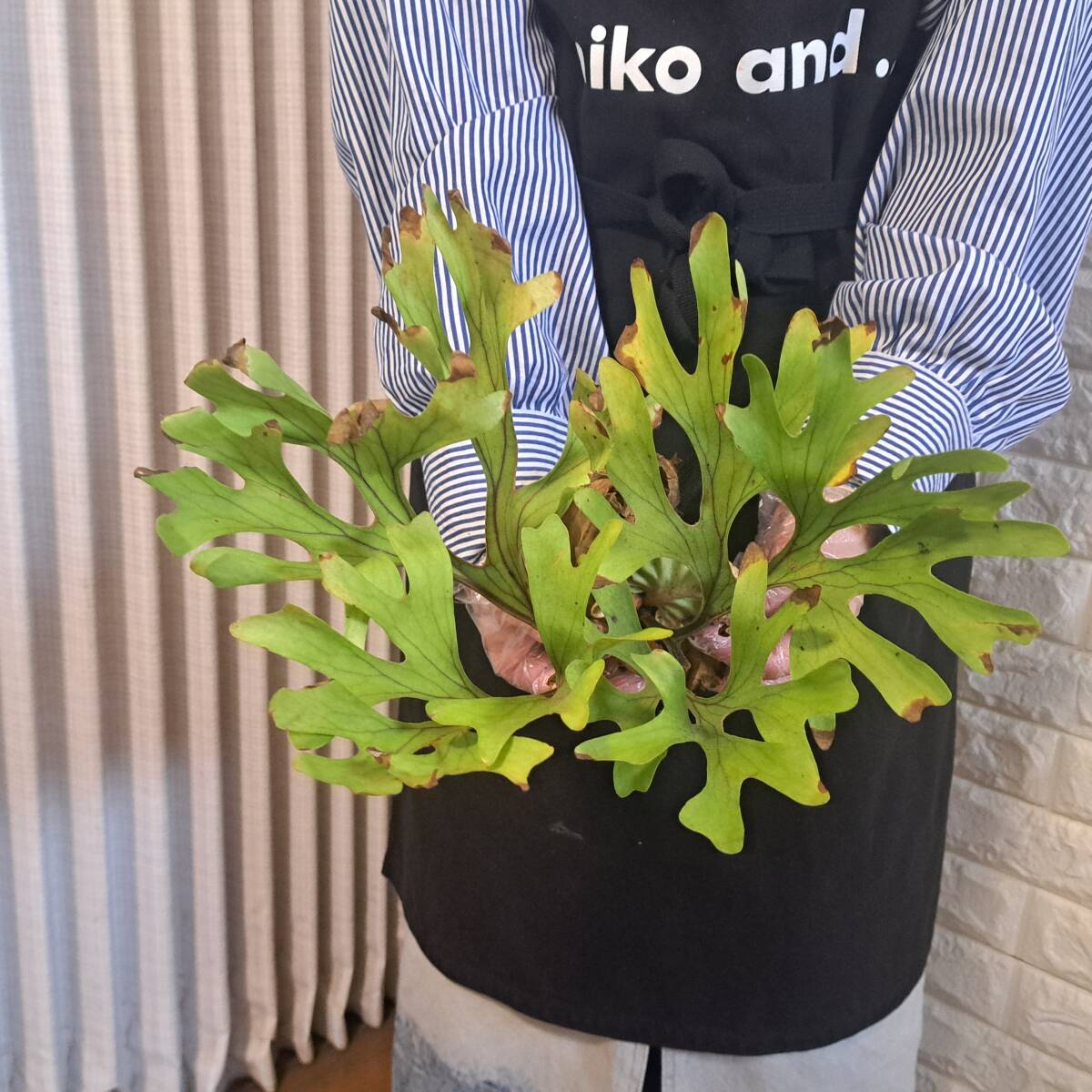 ☆4/2輸入☆194+ ビカクシダ 植物☆Platycerium ridleyi ☆4/2輸入☆194+ ビカクシダ 植物☆Platycerium ridleyi