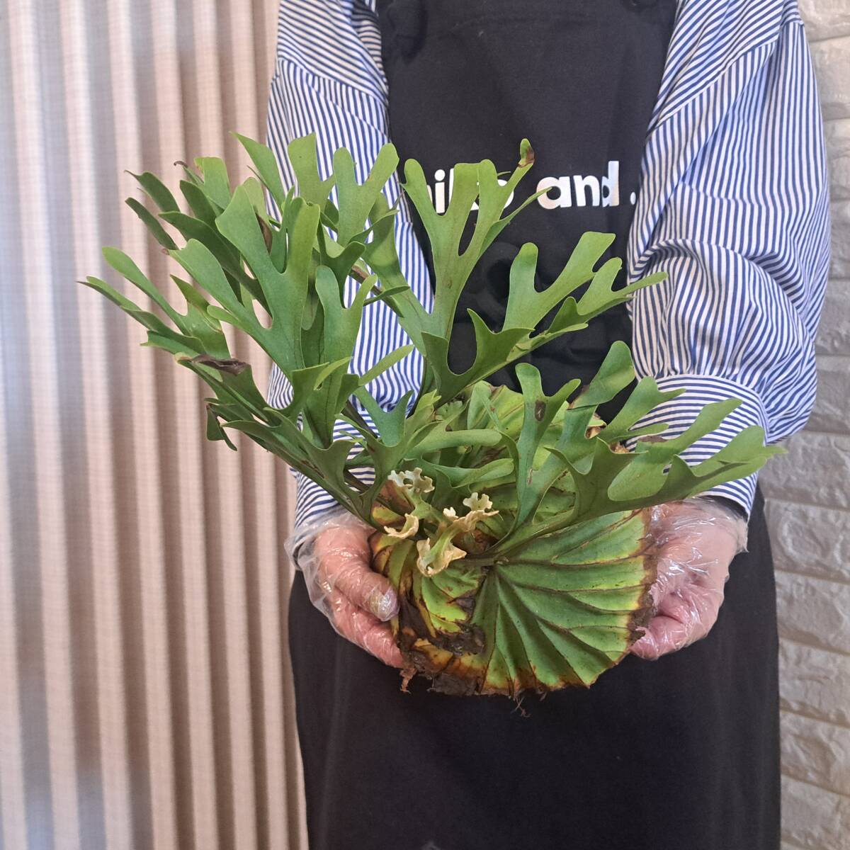 ☆4/2輸入☆195L ビカクシダ 植物☆Platycerium ridleyi ☆4/2輸入☆195L ビカクシダ 植物☆Platycerium ridleyi