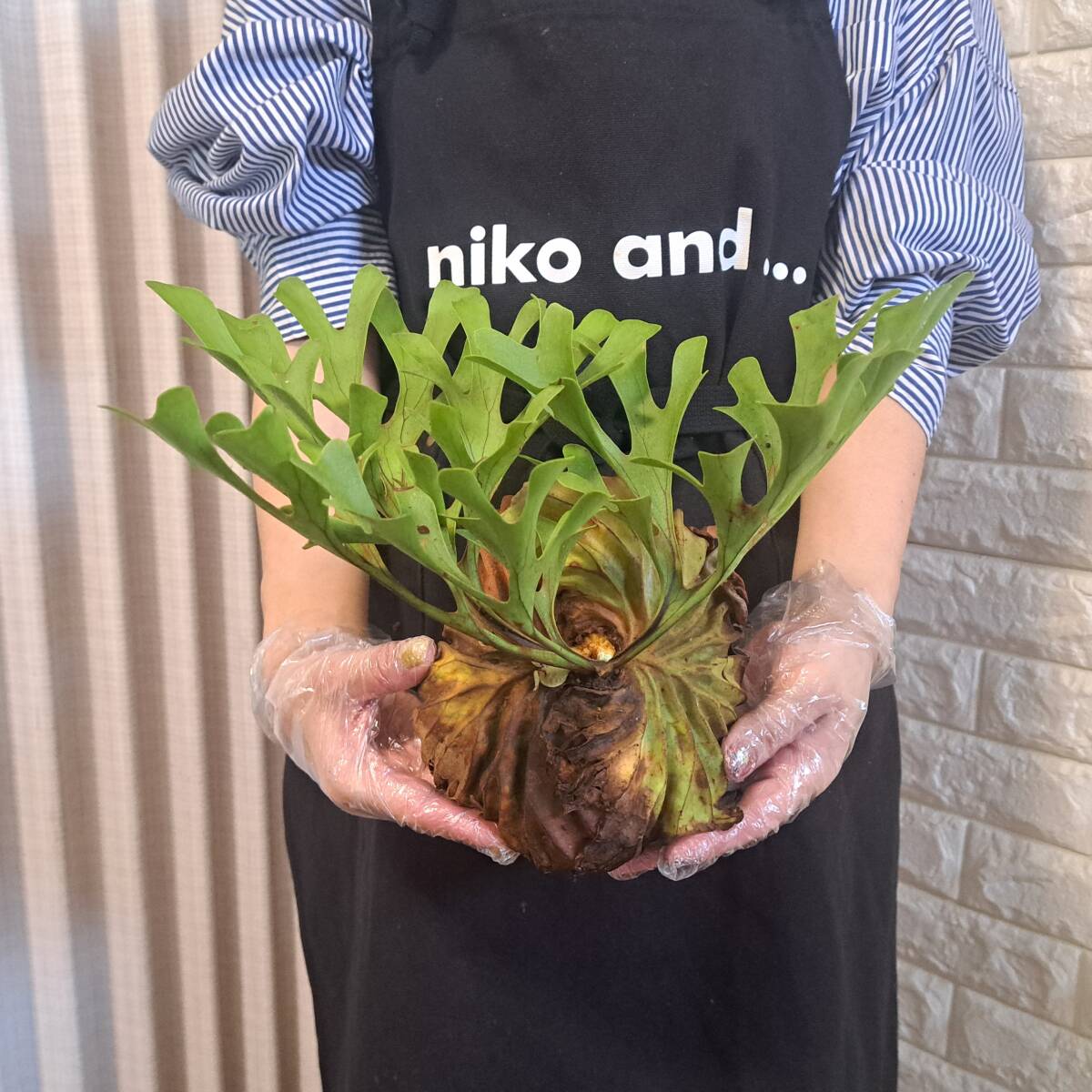 ☆4/2輸入☆200+ ビカクシダ 植物☆Platycerium ridleyi ☆4/2輸入☆200+ ビカクシダ 植物☆Platycerium ridleyi