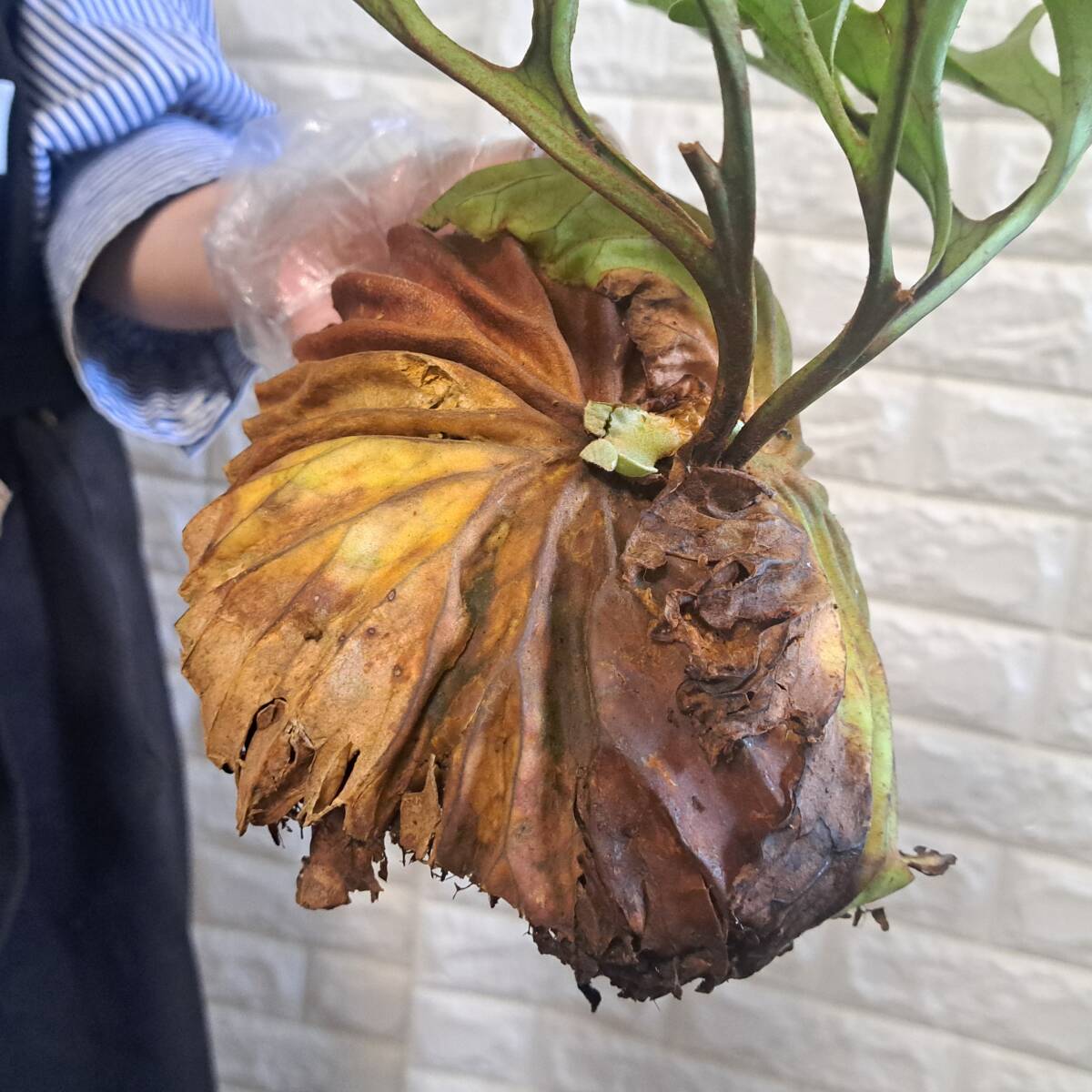 ☆4/2輸入☆200+ ビカクシダ 植物☆Platycerium ridleyi ☆4/2輸入☆200+ ビカクシダ 植物☆Platycerium ridleyi