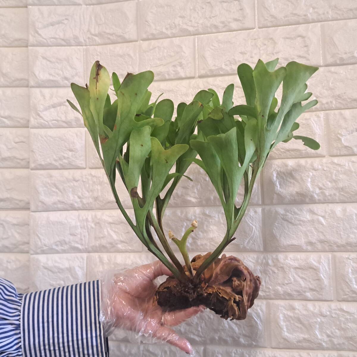 ☆4/2輸入☆203L ビカクシダ 植物☆Platycerium ridleyi ☆4/2輸入☆203L ビカクシダ 植物☆Platycerium ridleyi